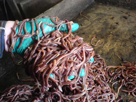 Worms - Waggler Worms